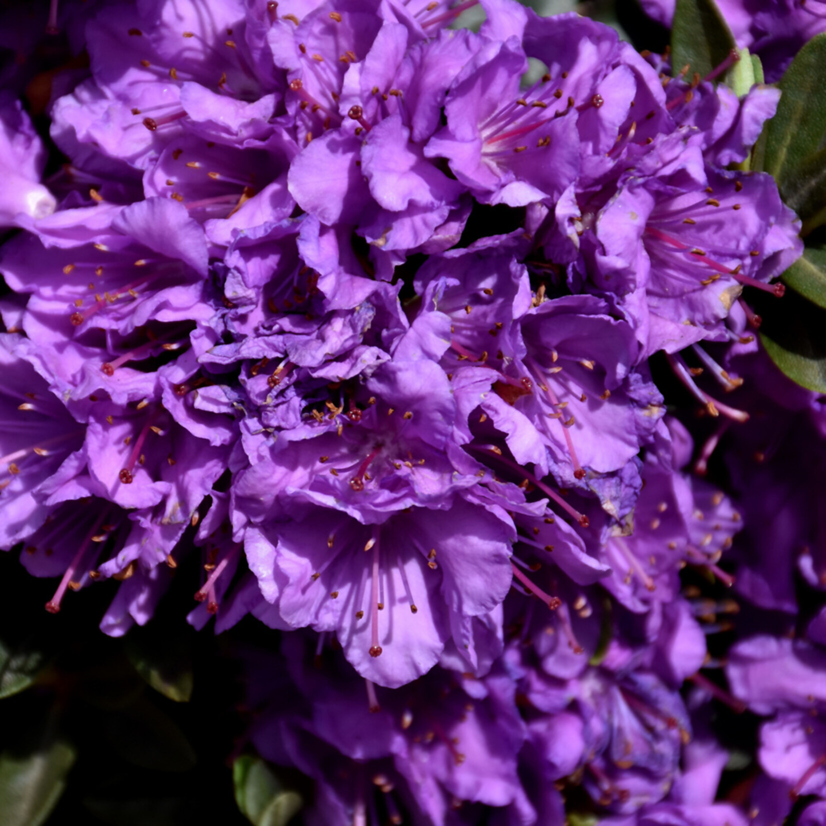 Rhododendron 'Purple Gem' #2