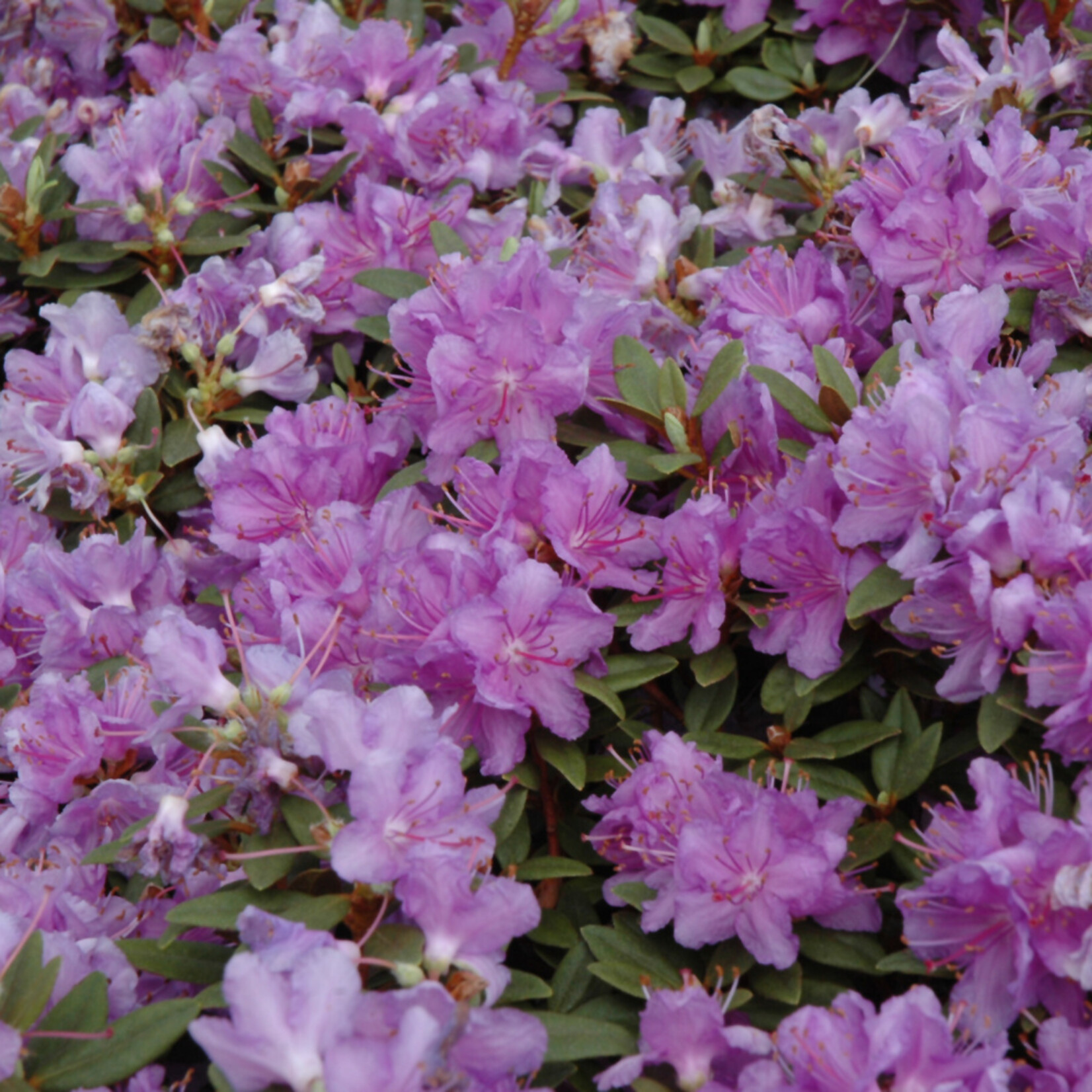 Rhododendron 'Purple Gem' #2