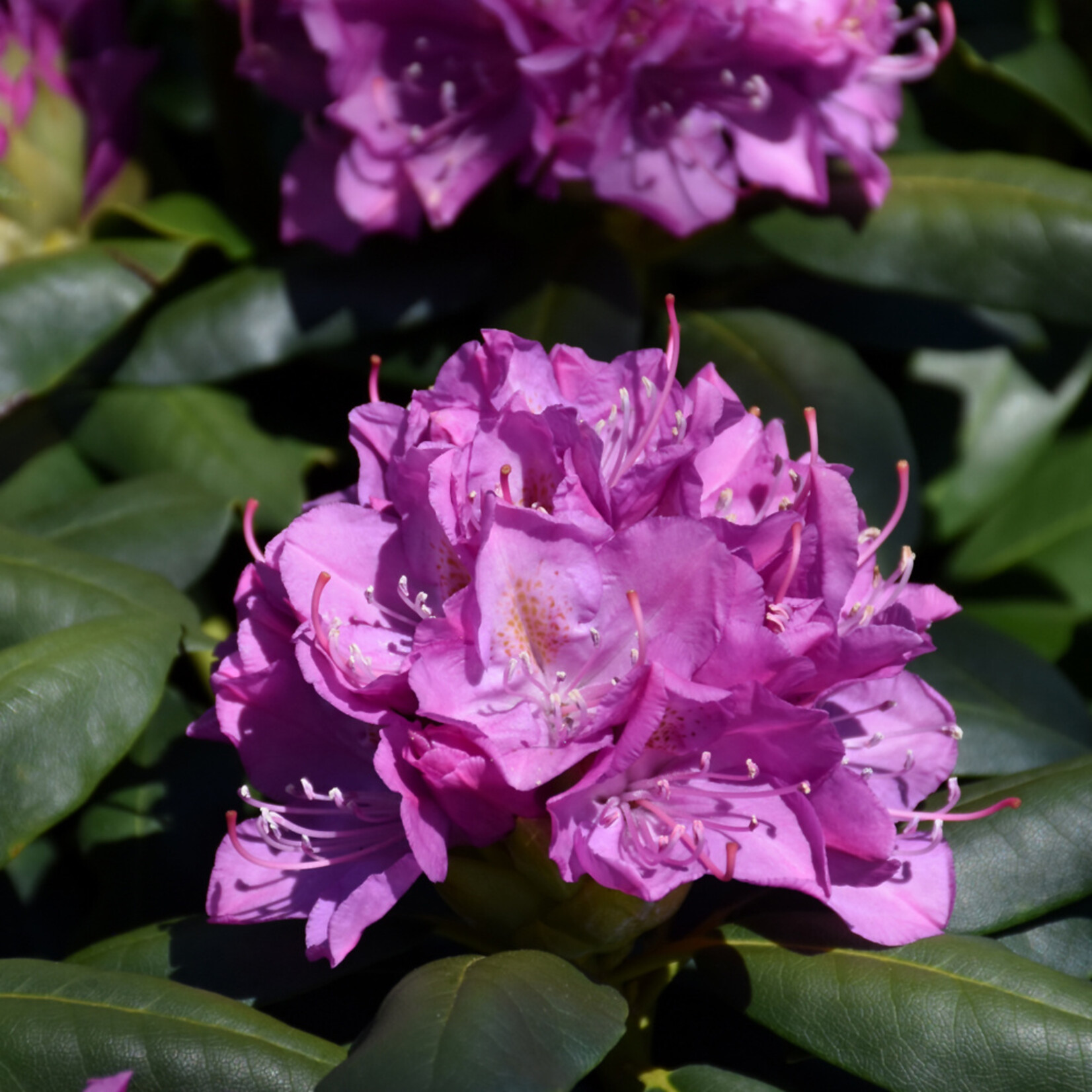 Rhododendron Cat. `Roseum Elegans` #3