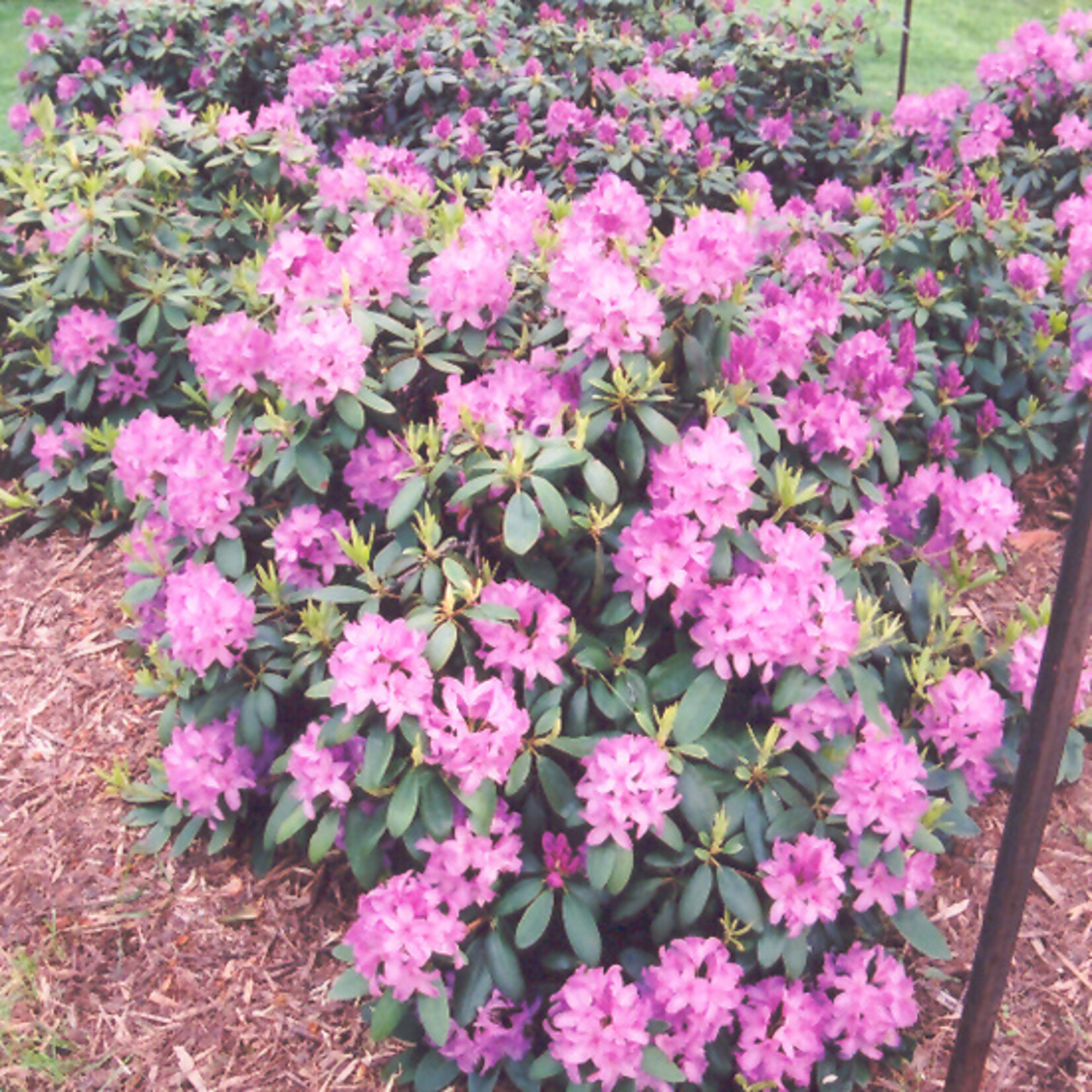 Rhododendron Cat. `Roseum Elegans` #3