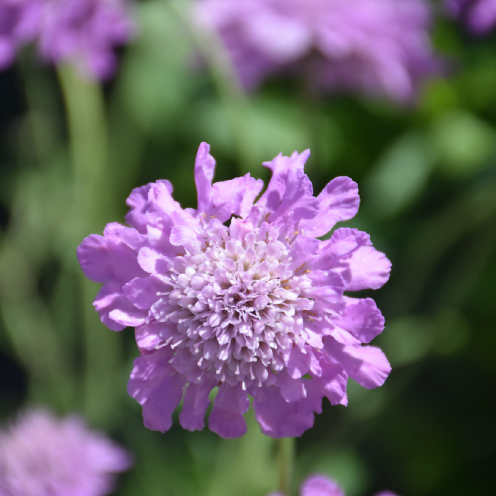Scabiosa pink mist plant
