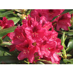 Rhododendron Cat. `Nova Zembla` #3