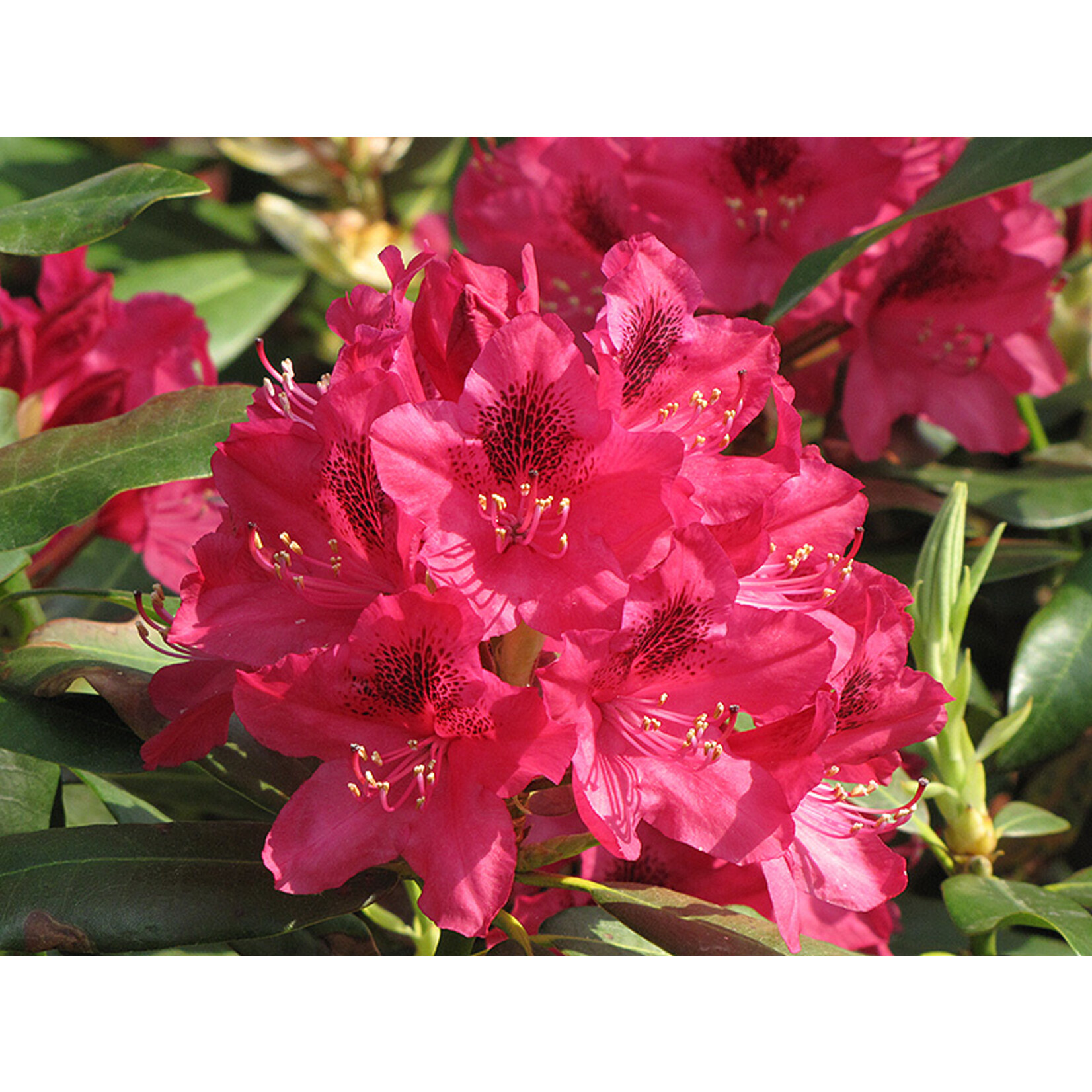 Rhododendron Cat. `Nova Zembla` #3