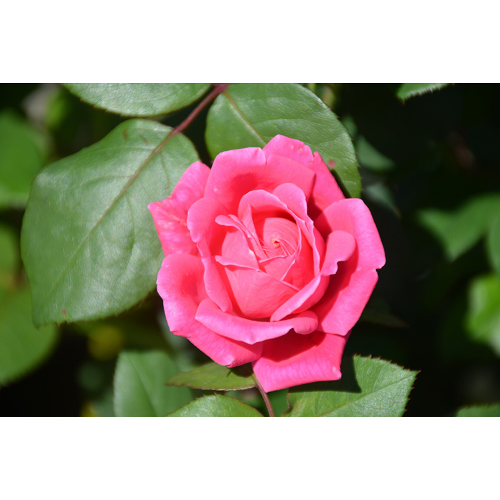 Rosa `Double Pink Knock Out` #2