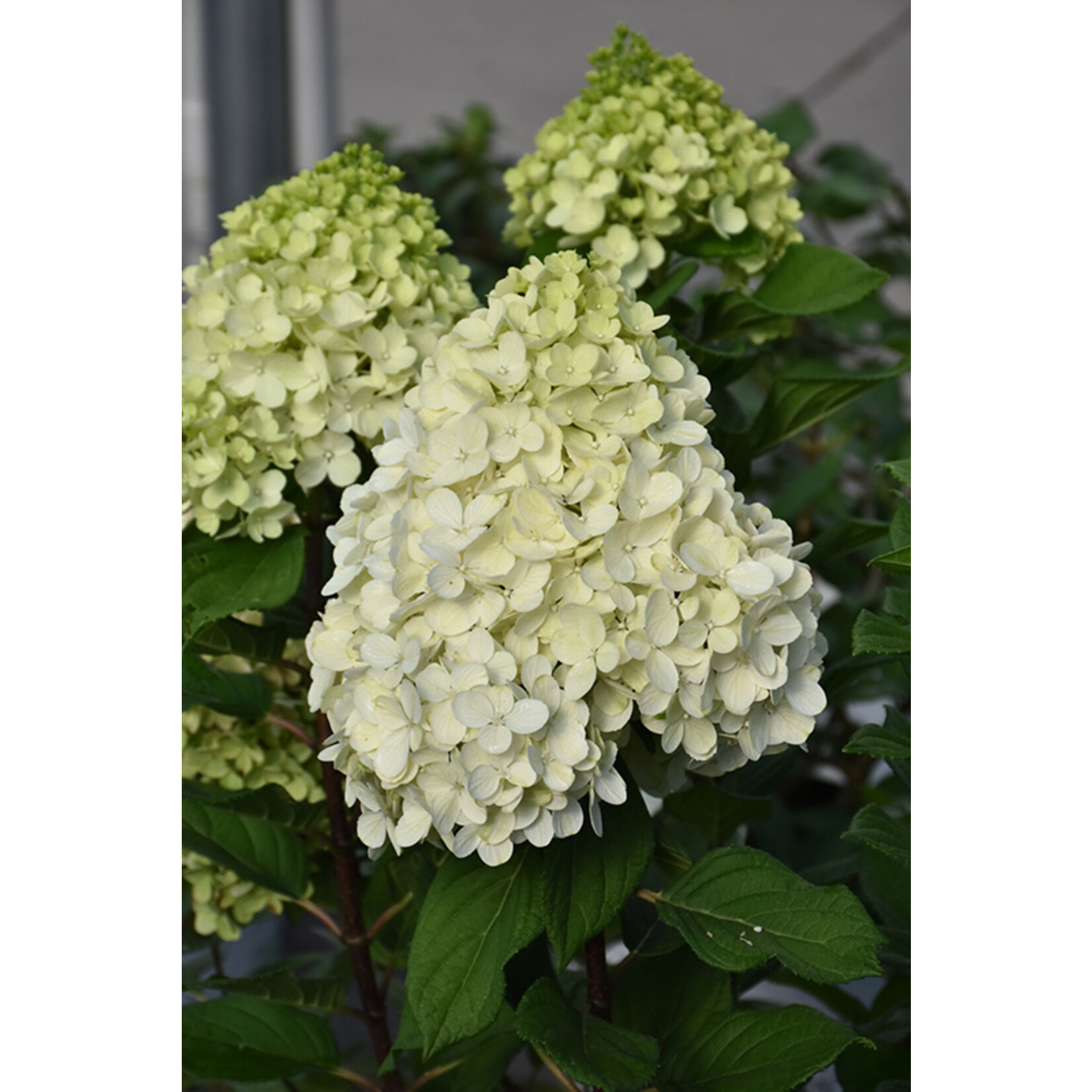 Hydrangea paniculata 'Little Lime Punch' #3