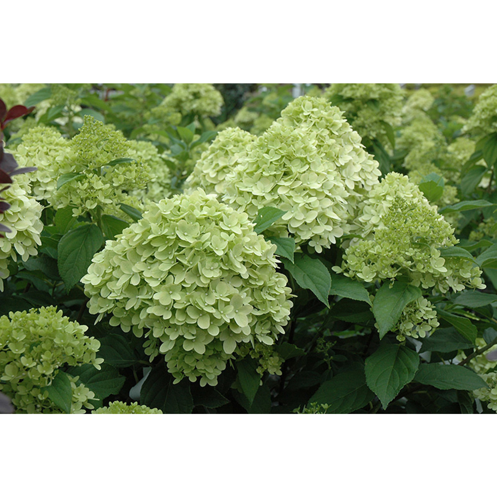 Hydrangea Pan. `Limelight Prime` 3 Highland Farm