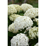 Hydrangea arborescens Invincibelle 'Wee White' #2