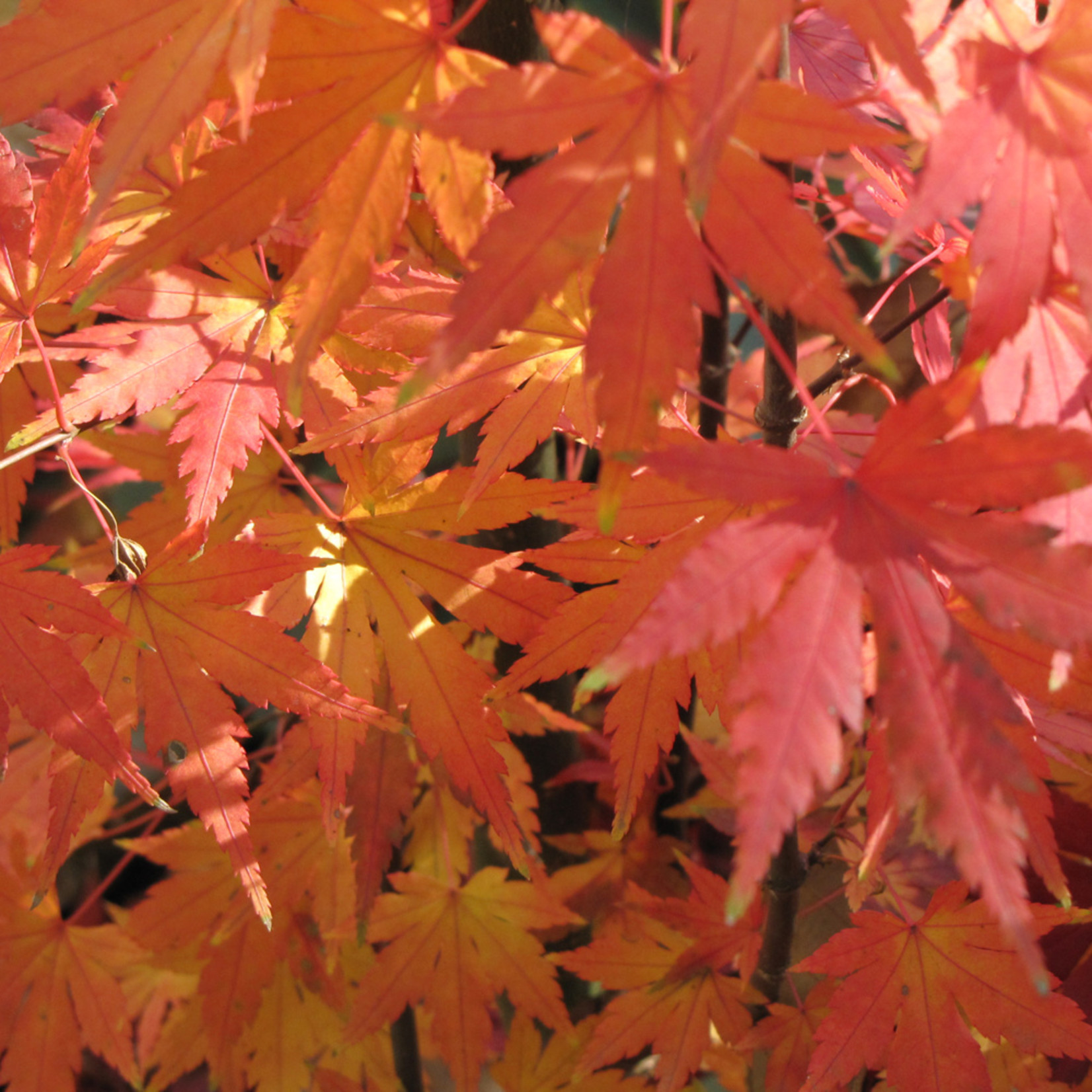 Acer Palmatum `Orange Dream` #3