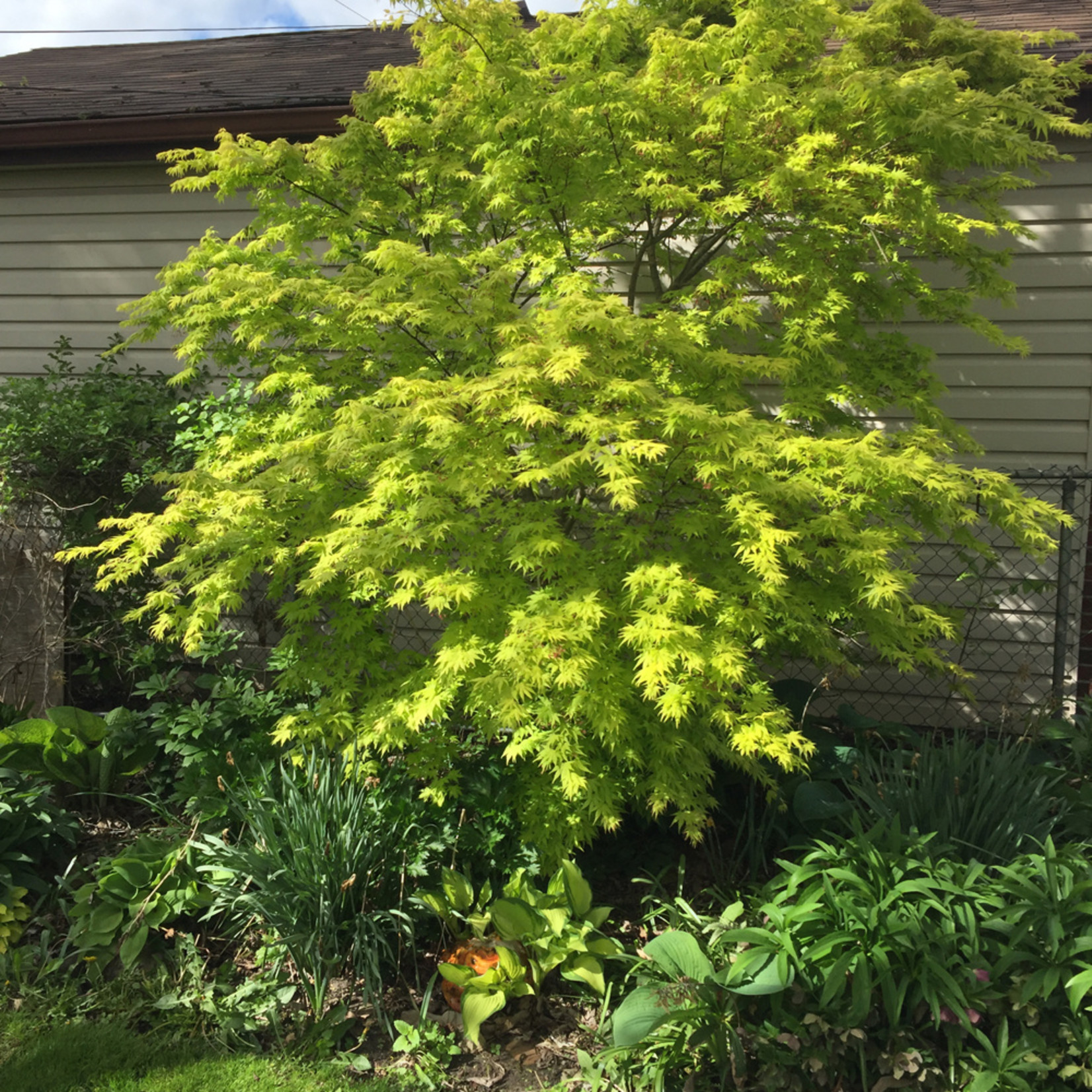 Acer Palmatum `Orange Dream` #3