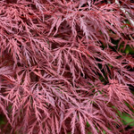 Acer Palmatum 'Red Dragon' #2