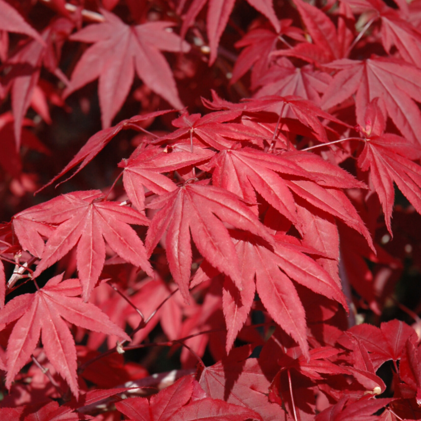 Acer Palmatum `Emperor I` #3