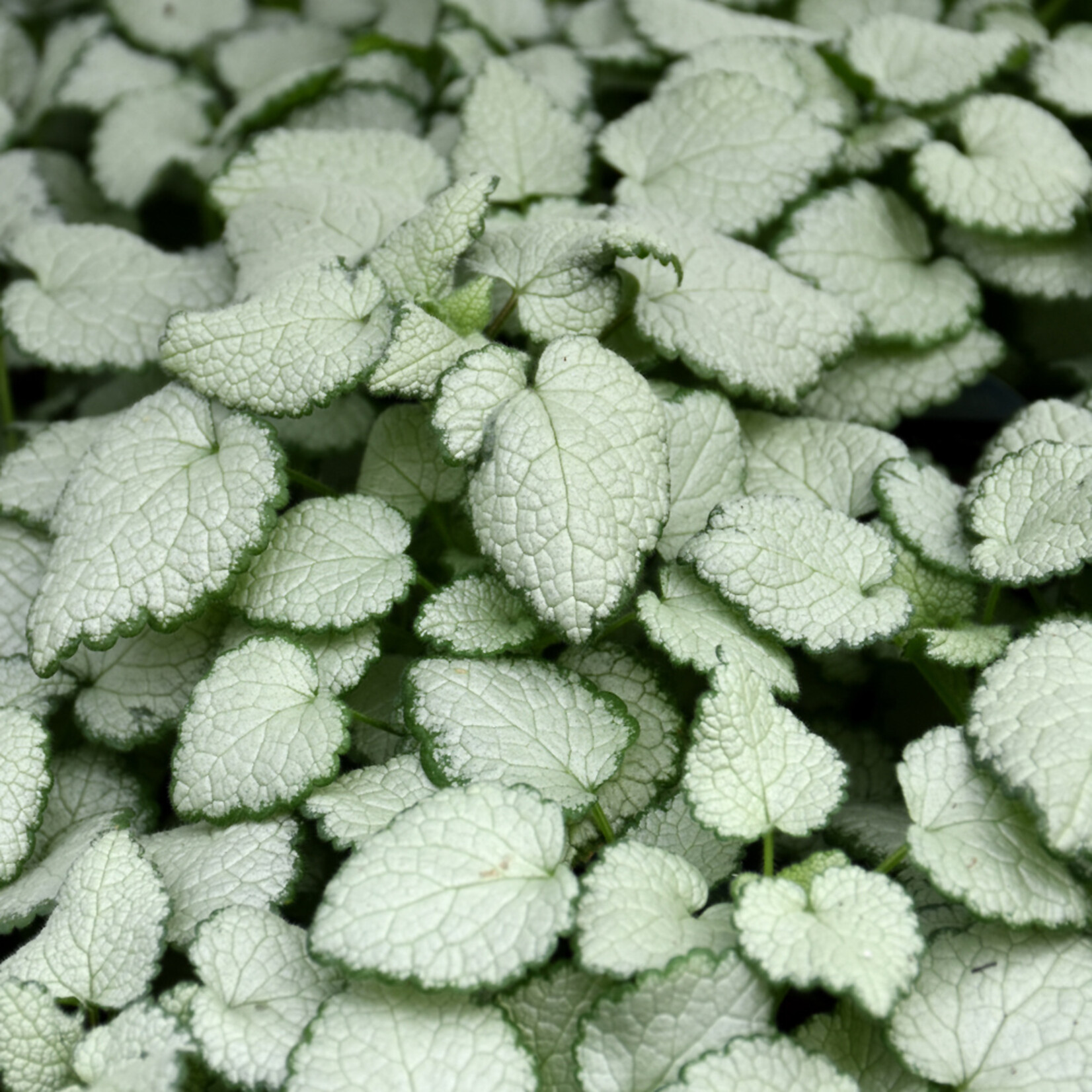 Lamium 'Red Nancy' JC - Highland Farm