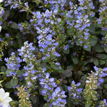 Jeepers Creepers Ajuga 'Chocolate Chip' JC