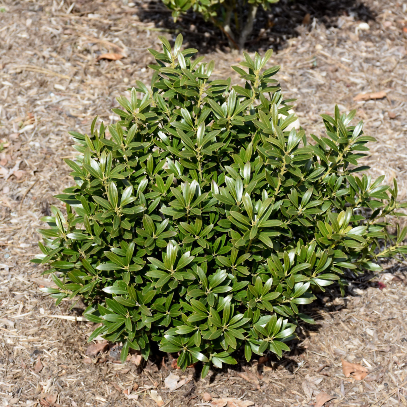 Ilex Glabra `Gem Box` 3 Highland Farm