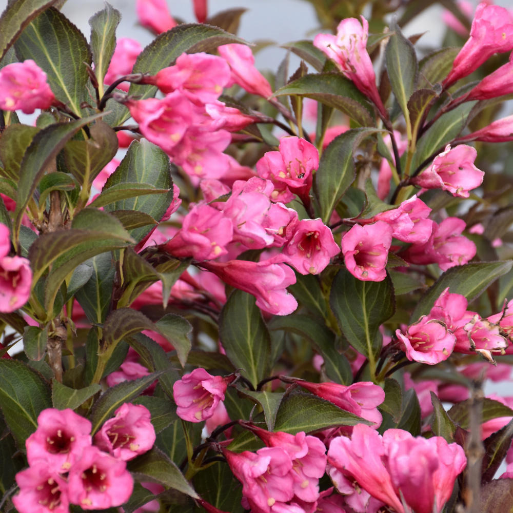 Weigela `Wine & Roses` 3 Highland Farm