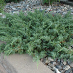 American Beauty Juniperus Communis 'Blueberry Delight' #2