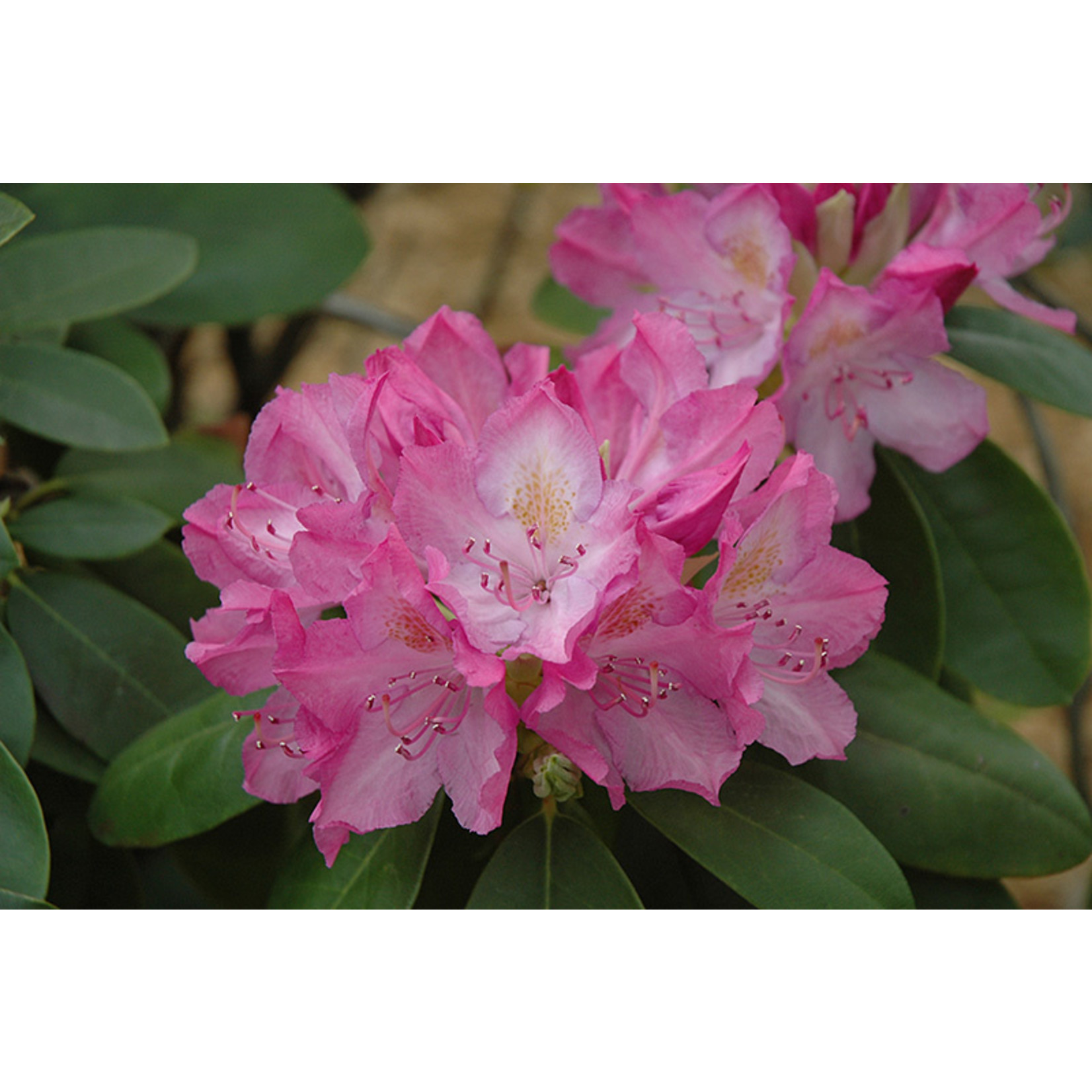 Rhododendron Cat. `English Roseum` #10