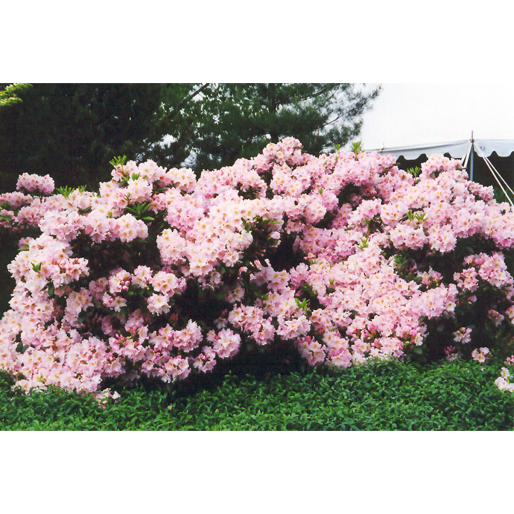 Rhododendron Cat. `English Roseum` #10