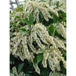 Plants That Work Pieris 'Avalanche' #3