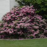 American Beauties Rhododendron Maximum `Independence` #3