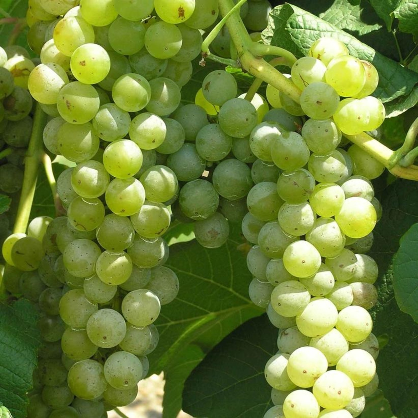 Vitis `Cayuga White` #2