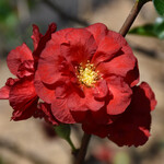 Chaenomeles `Double Take Scarlet` #3