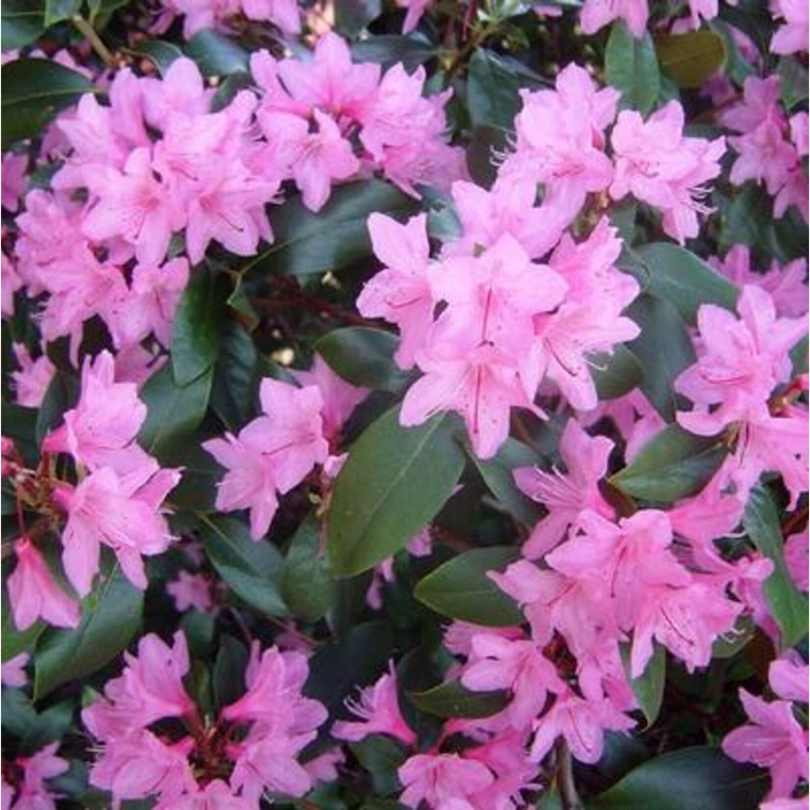 Rhododendron 'June Pink' #2
