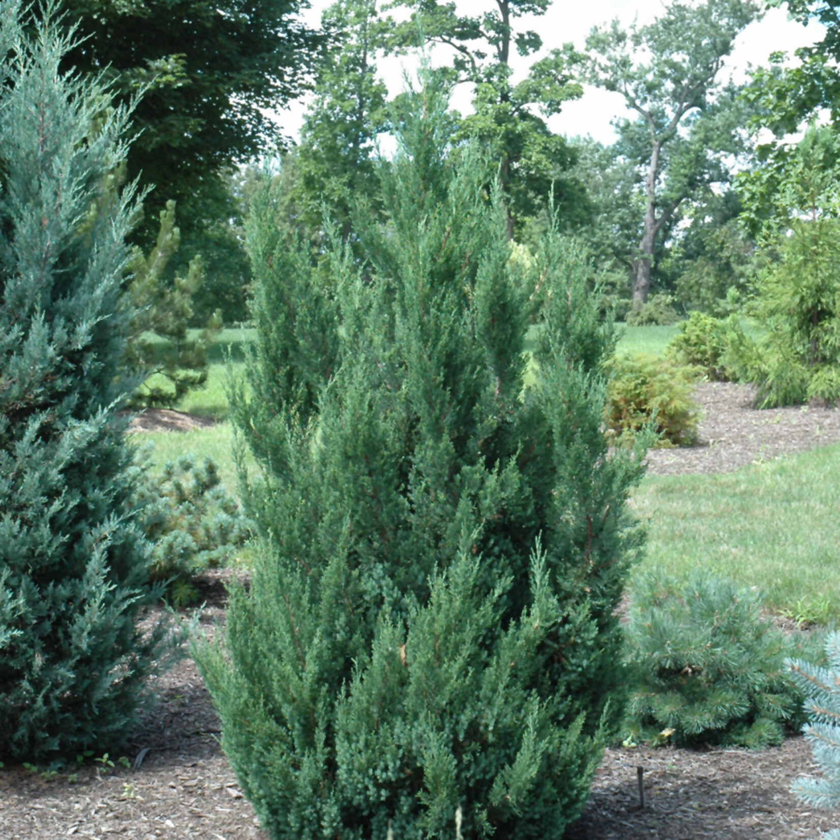 Juniperus Chinensis 'Blue Point' #3