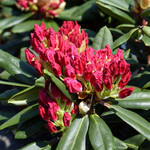 Rhododendron `Dandy Man Color Wheel` #3