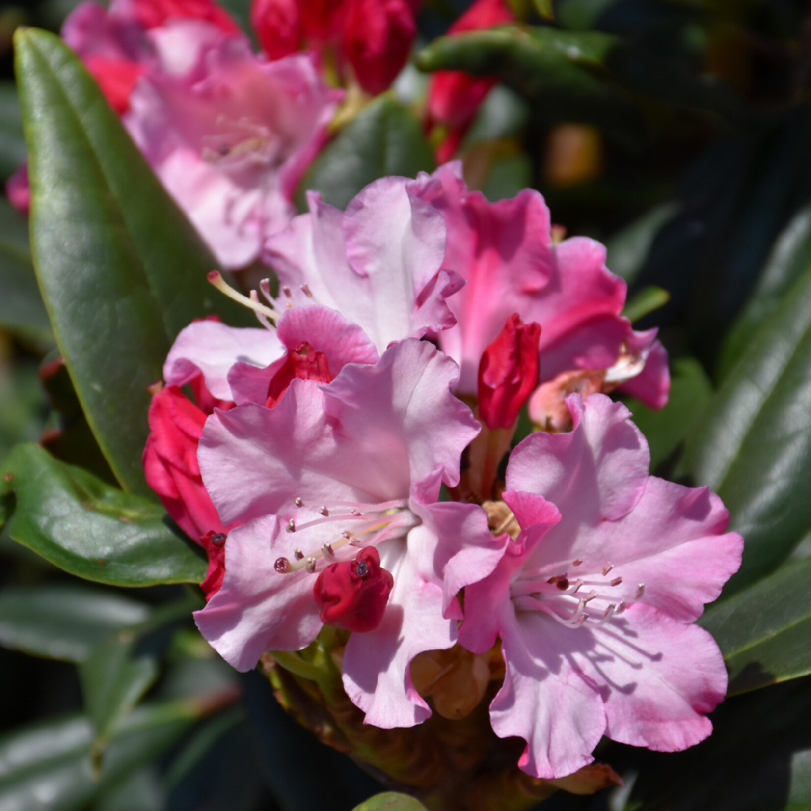 Rhododendron `Dandy Man Color Wheel` #3