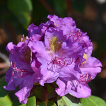 Rhododendron `Dandy Man Purple` #3