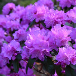 Rhododendron 'PJM Elite' #3