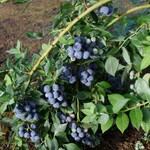 Vaccinium Corymbosum Medley `Berries Galore` #3