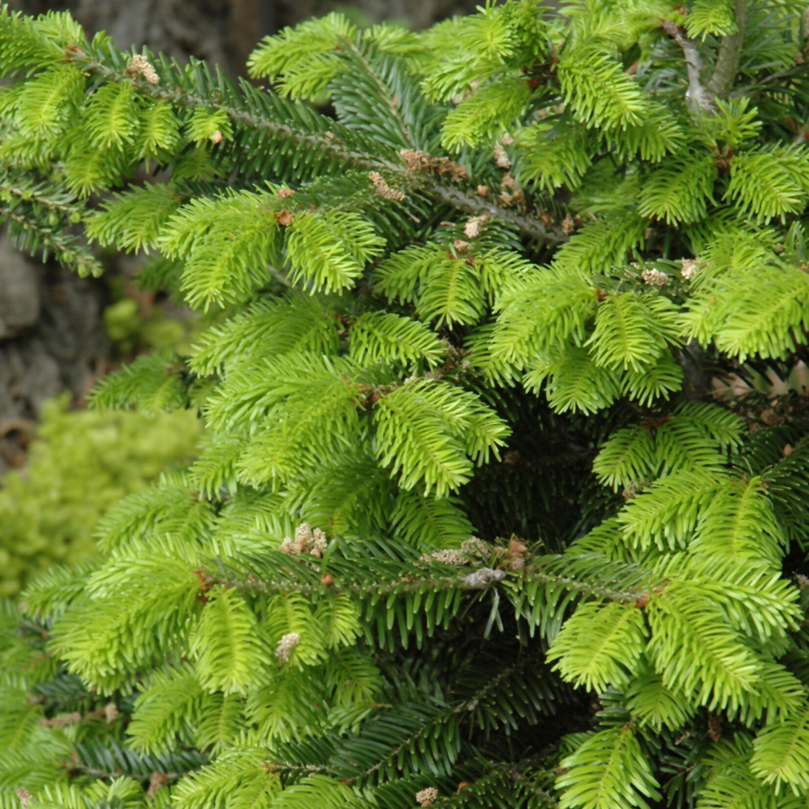 Abies Nordmanniana #6