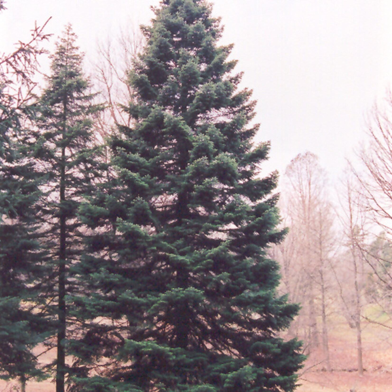 Abies Nordmanniana #6