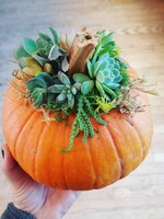 Workshop Pumpkin Succulent 9/27 @11am