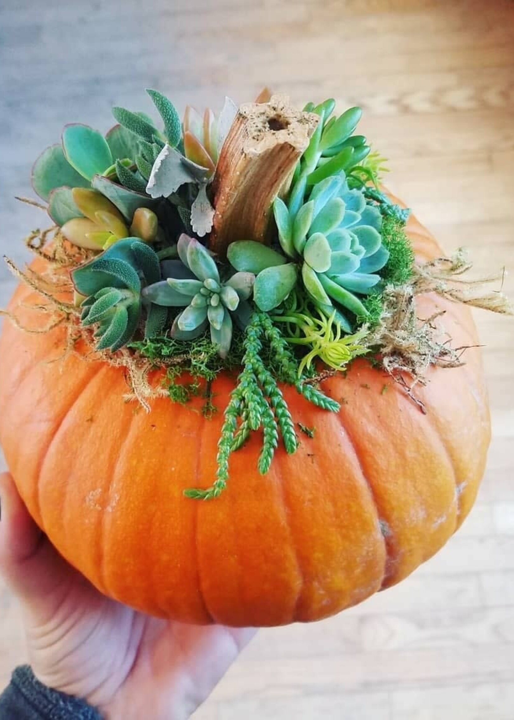 Workshop Pumpkin Succulent 9/27 @11am