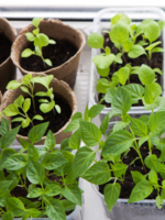 Workshop Seed Starting 101 3/15 11am