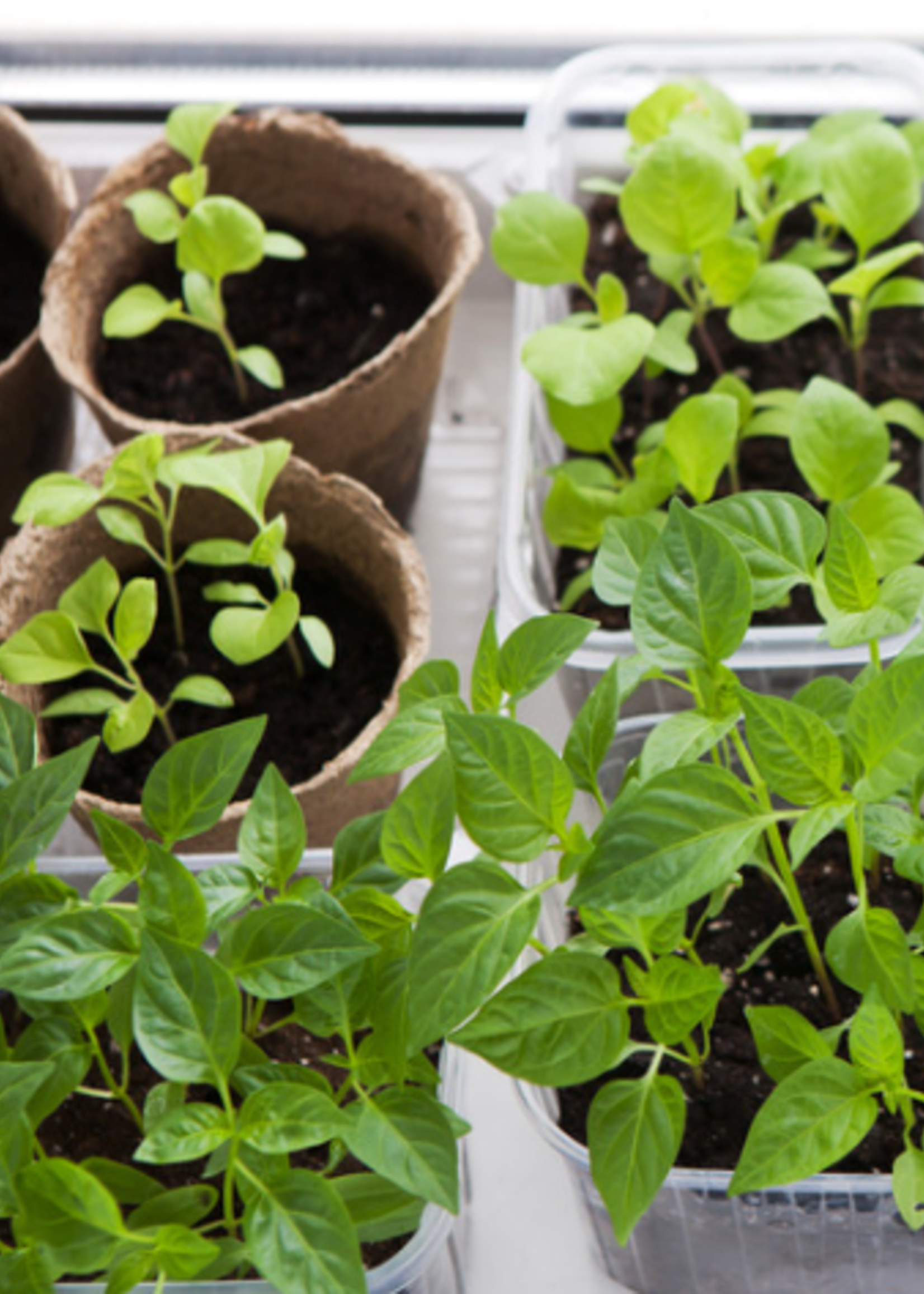 Workshop Seed Starting 101 3/15 11am