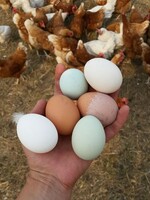Farm Share Eggs, Half-Dozen (Weekly)