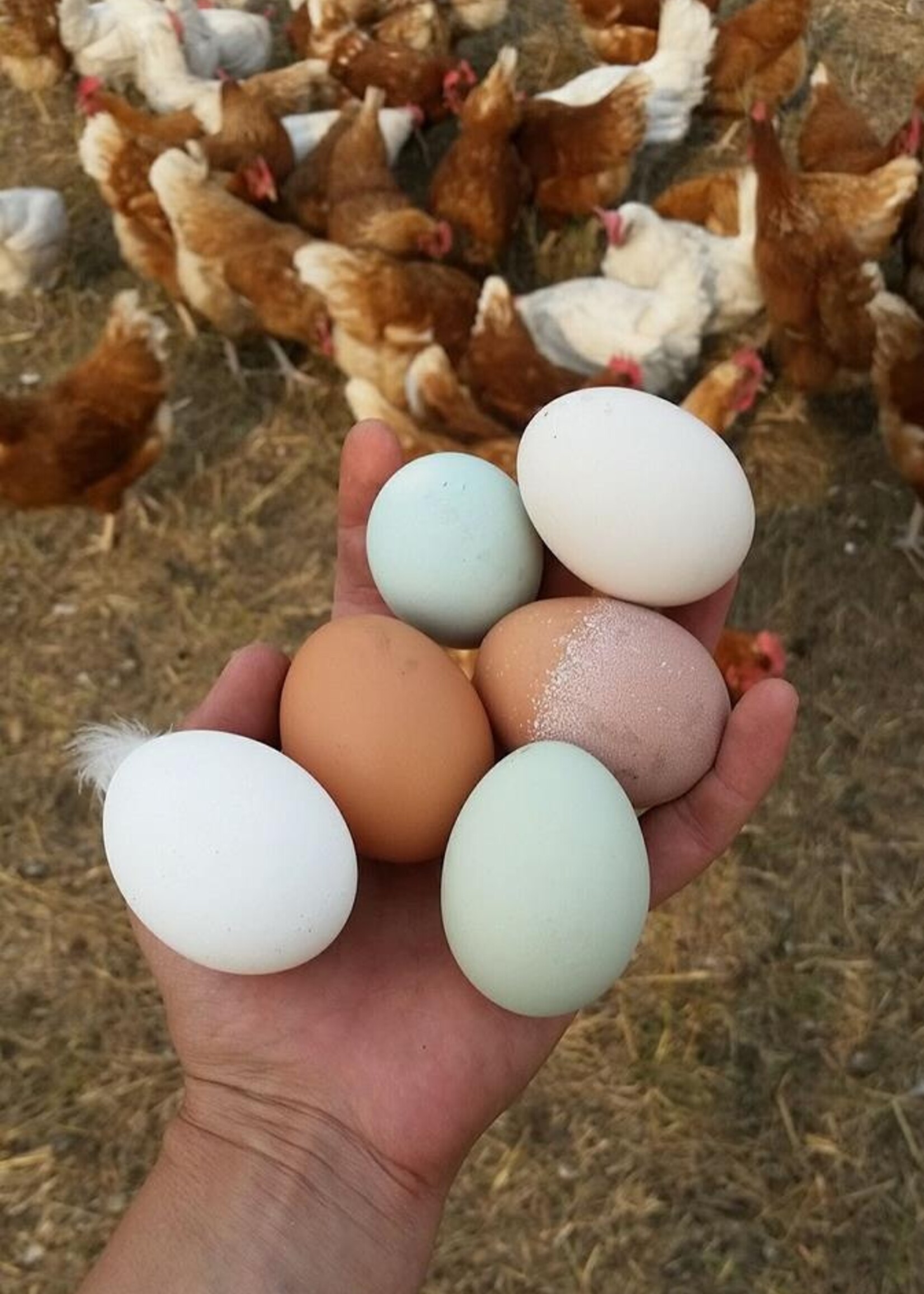 Farm Share Eggs, Half-Dozen (Weekly)