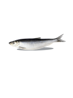 BIG COUNTRY RAW BCR HARENGS ENTIER 1 LB