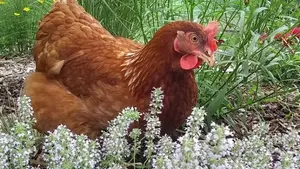 Bien préparer l’arrivée de vos poules