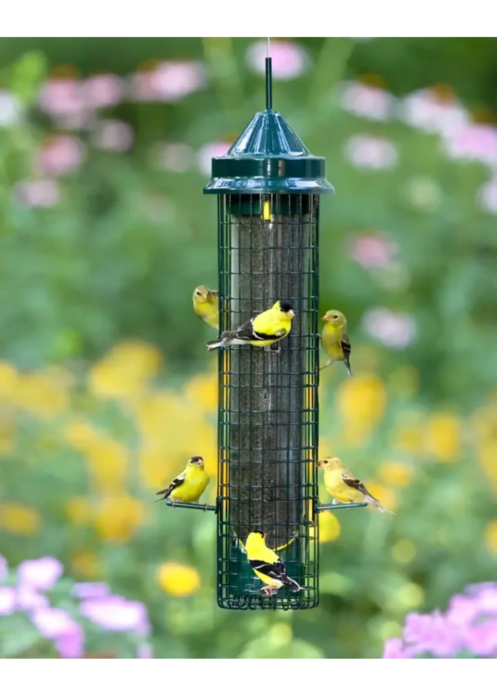 SQUIRREL BUSTER SQUIRREL BUSTER CHARDON