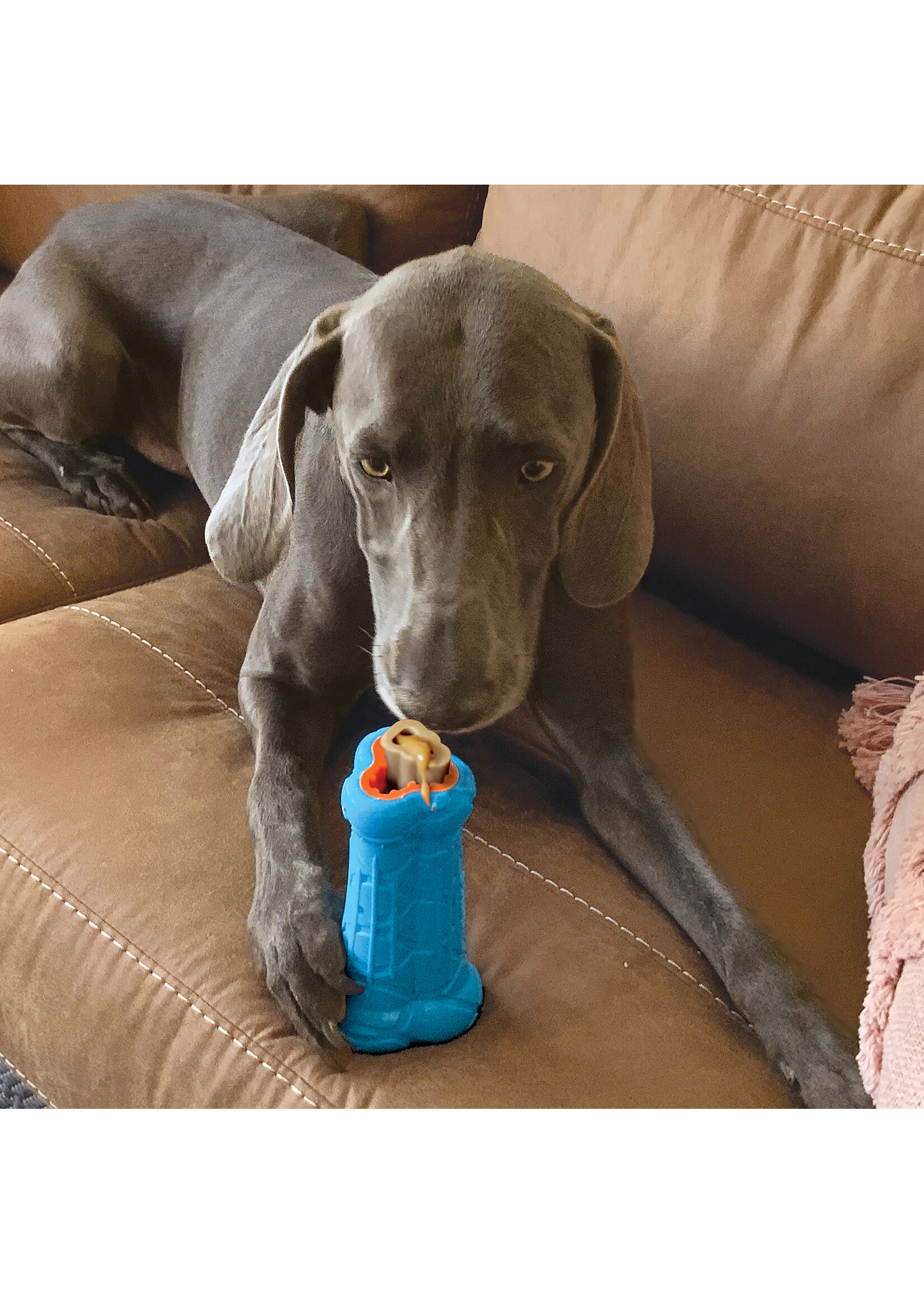 KONG KONG TREATSTER