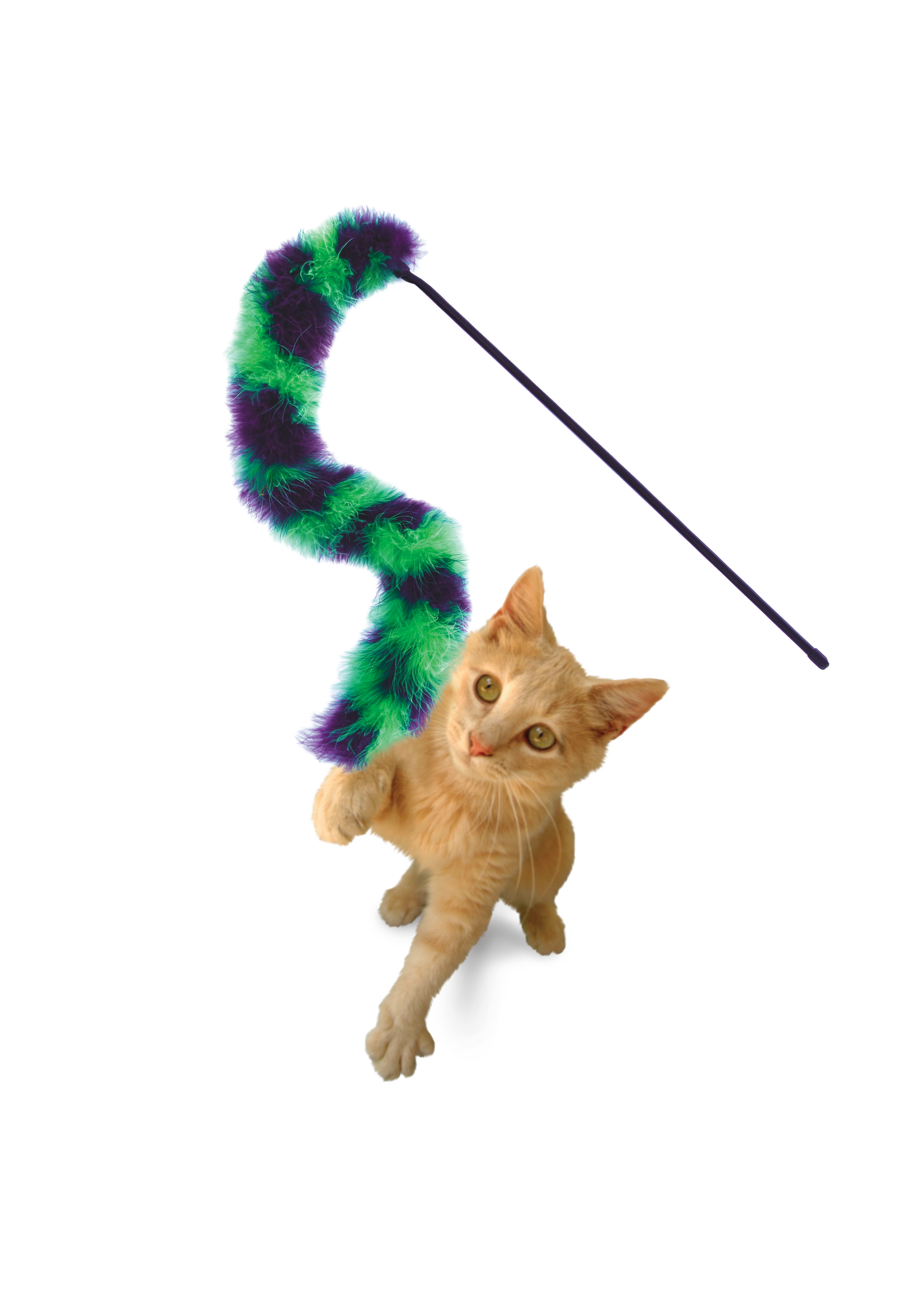 KONG KONG AGACE CHAT PLUMEAU