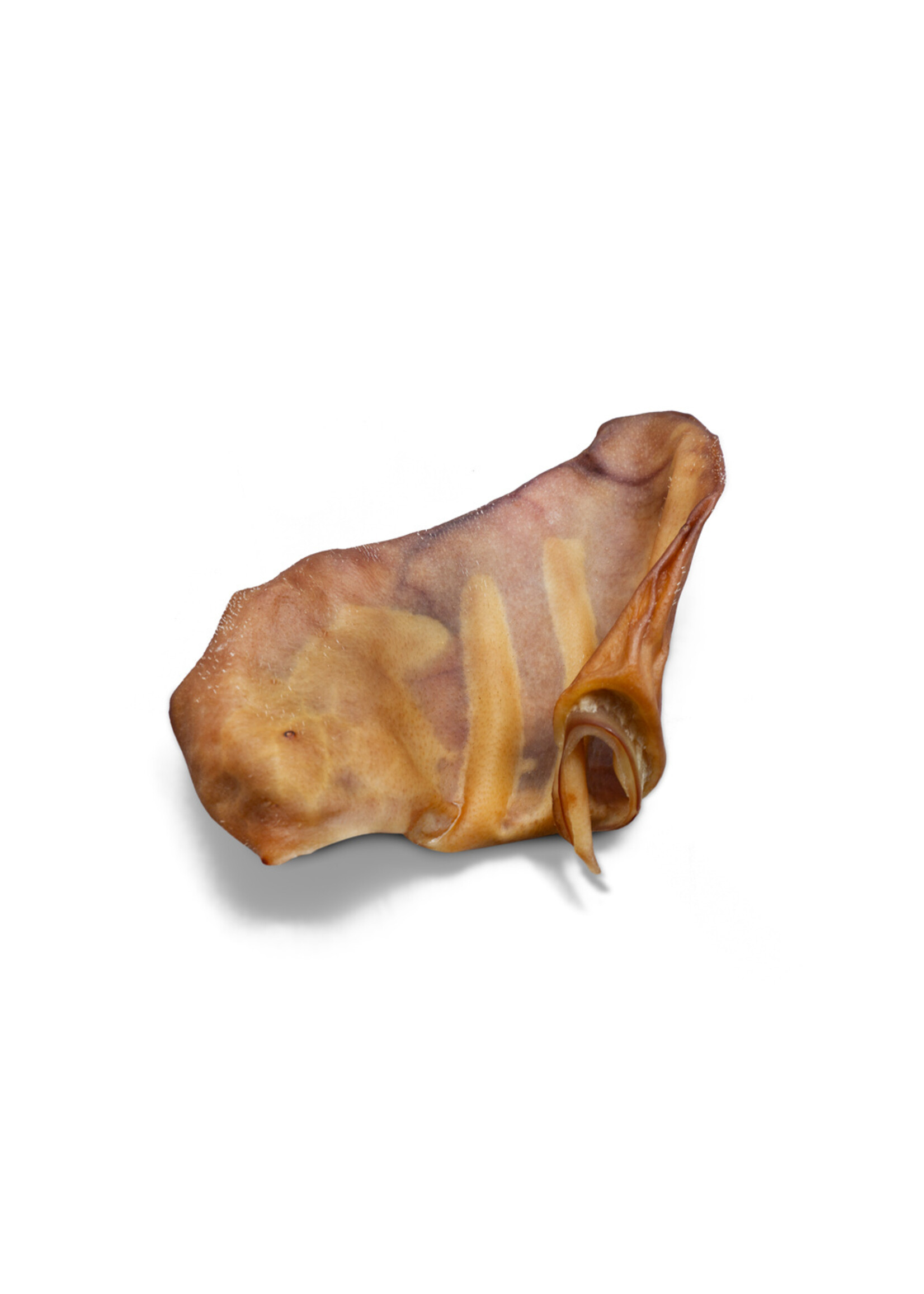WAWWAW WAWWAW OREILLE DE PORC