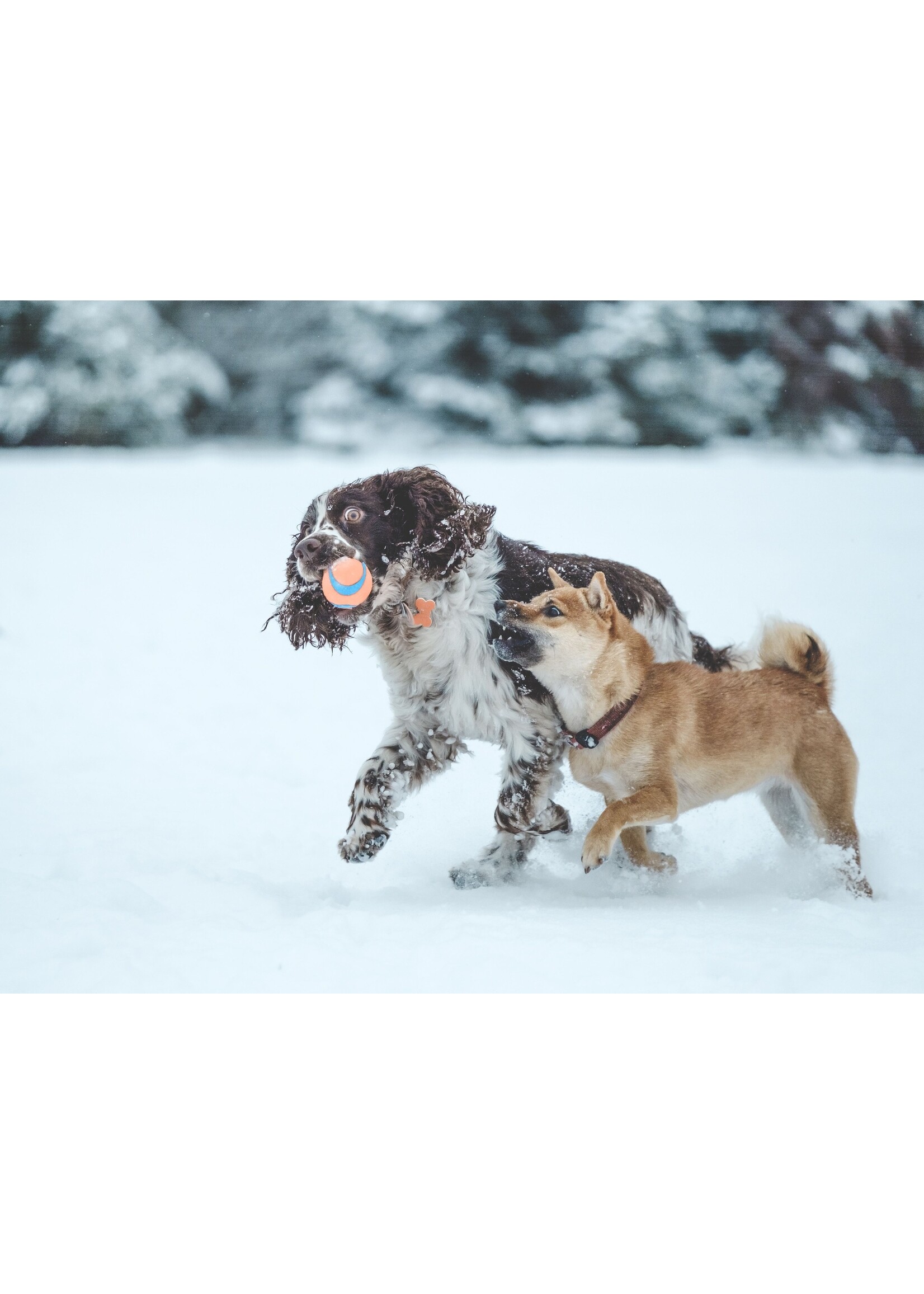 OVEN-BAKED OVEN BAKED CHIEN ADULTE AU POISSON