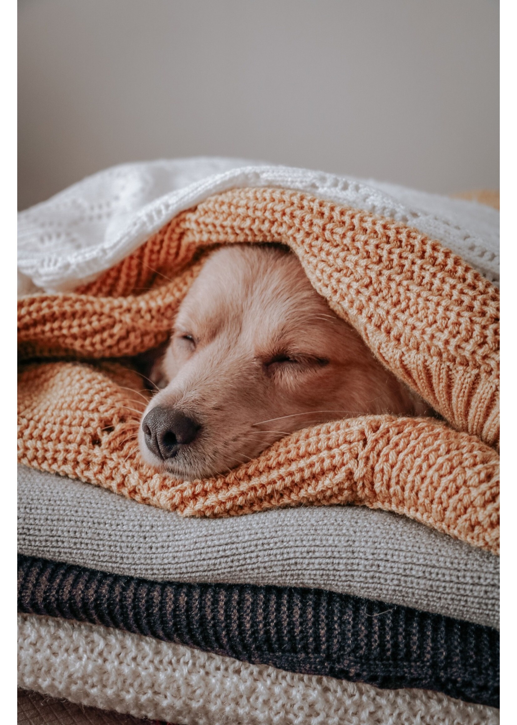 OVEN-BAKED OVEN BAKED CHIEN PETITE RACE - AGNEAU 2.27 KG