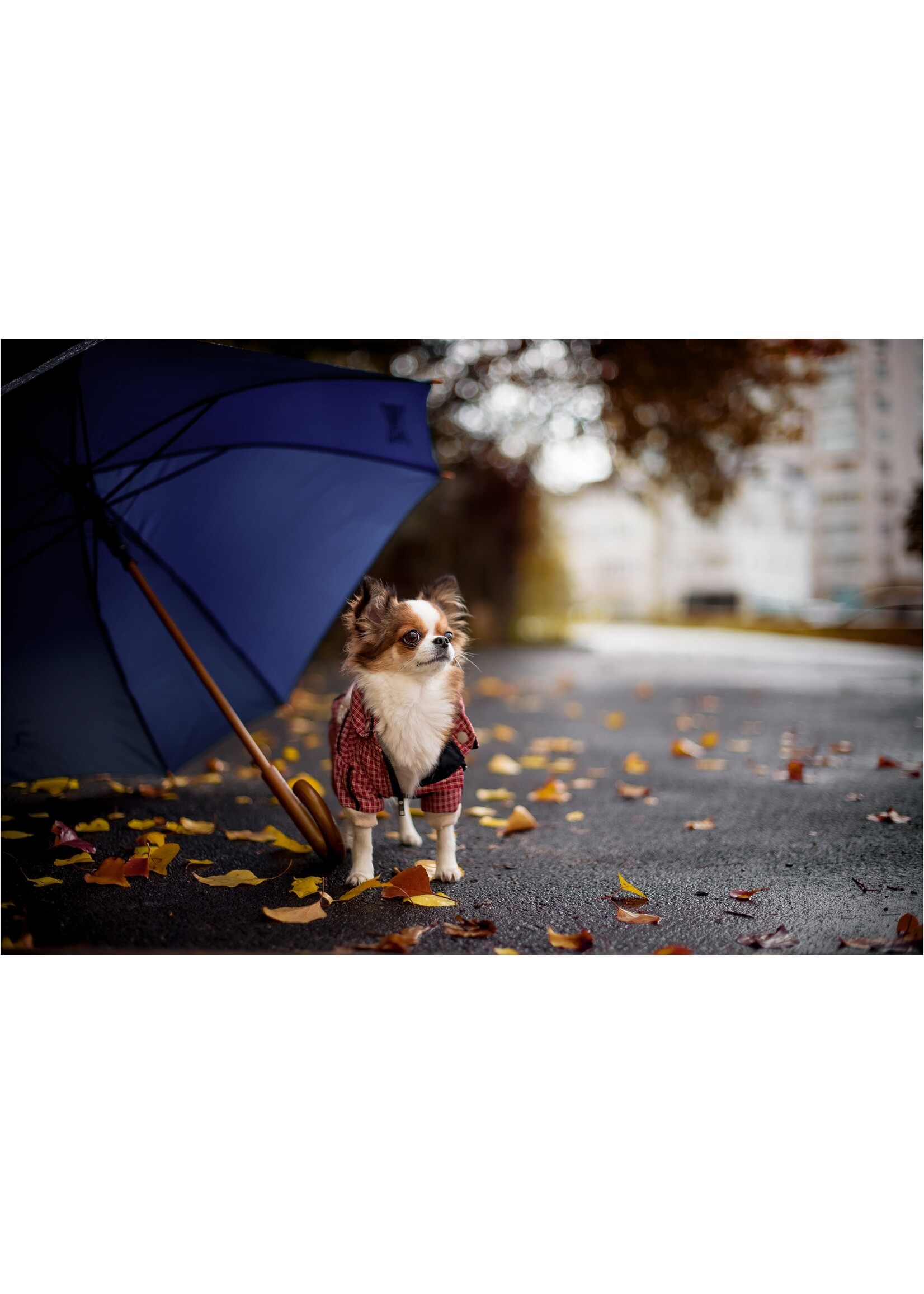 OVEN-BAKED OVEN BAKED CHIEN SOIN PETITE RACE PEAU ET ESTOMAC SENSIBLE SANS GRAINS AU POISSON